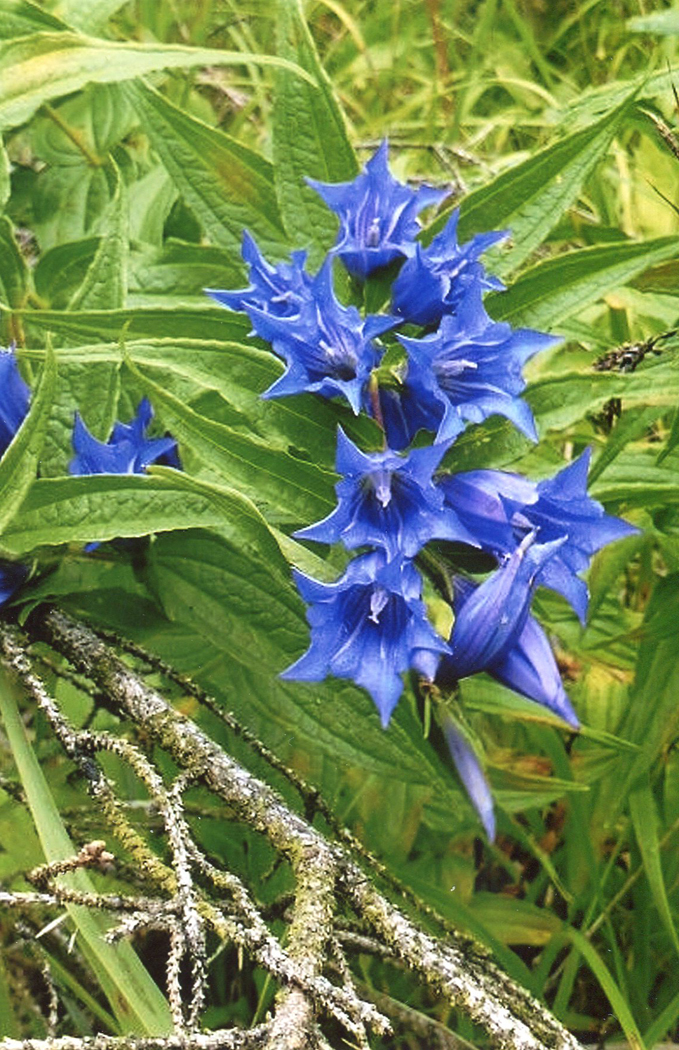 Gentiana